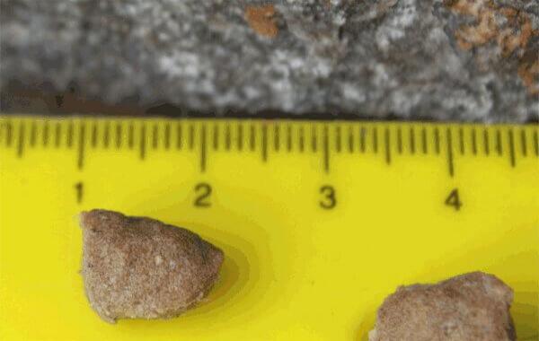 2 softminis auf gelbem Lineal